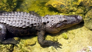 alligator, Florida