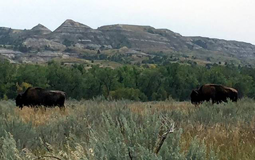 buffalo on the Lewis & Clark Trail of Discovery