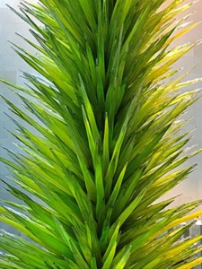 Florida Christmas palm tree