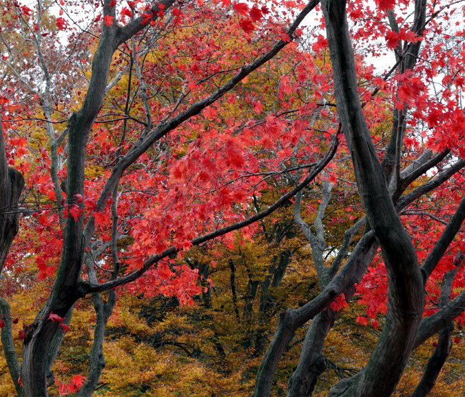 Mt. Auburn Cemetery Fall red and yellow leaves