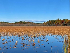 Great Meadows Wildlife Refuge in Concord MA photo by Rick Williams